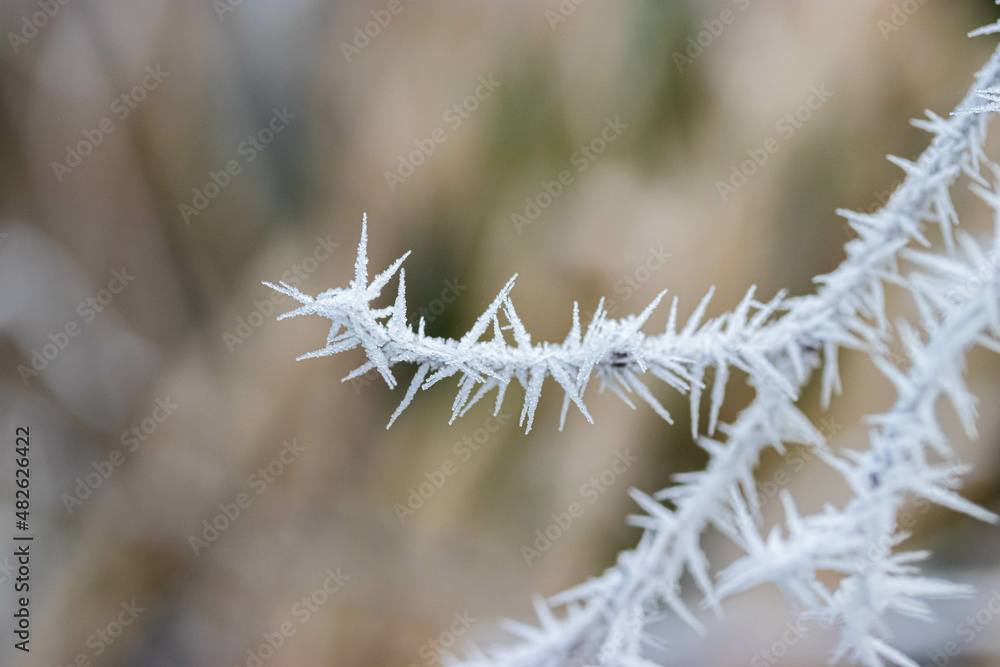 Branches covered with spiky ice frost close-up photo in winter. Branches covered with spiky ice frost close-up photo in winter.