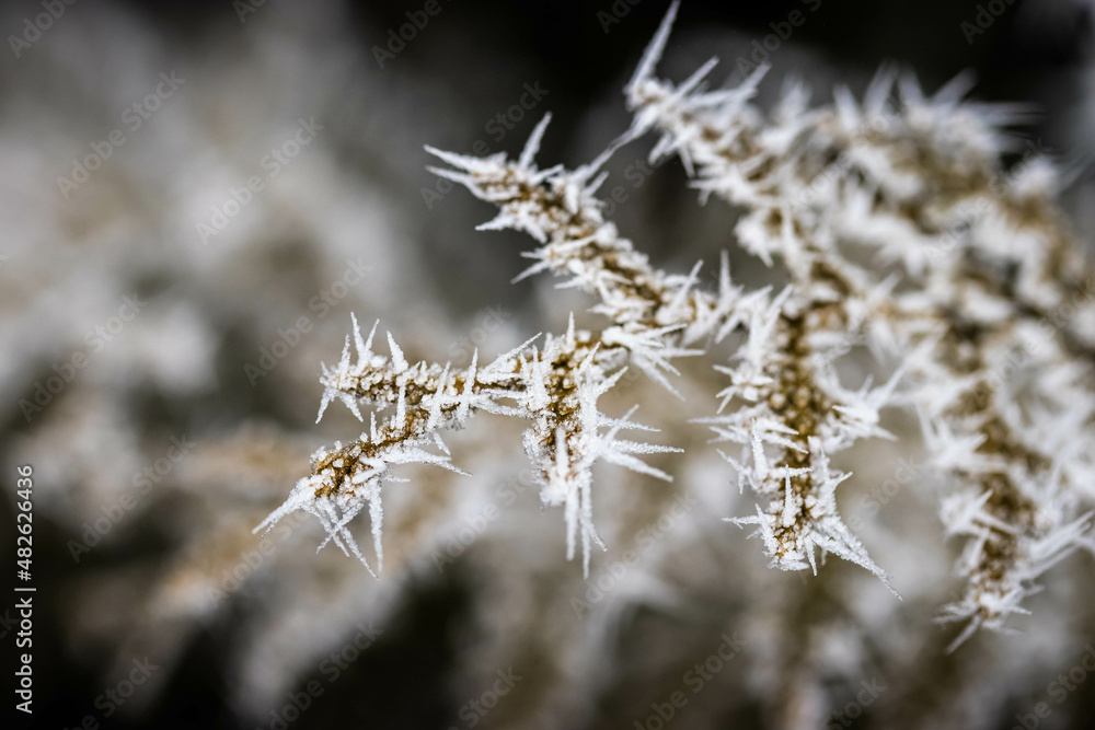 Branches covered with spiky ice frost close-up photo in winter.