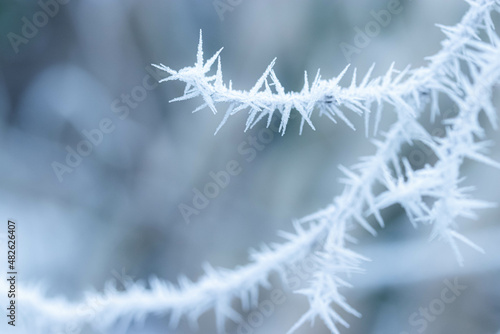 Branches covered with spiky ice frost close-up photo in winter.