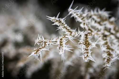 Branches covered with spiky ice frost close-up photo in winter. © totoa.grafie