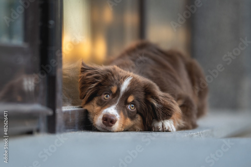 A cute miniature Australian Shepherd dog with yellow eyes and a white and chocolate muzzle lying on a stone tile near a glass wall reflecting the city lights. Urban landscape. Head on the ground