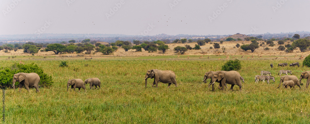 An elephant family marching to the marsh area  in Mashatu Game Reserve in the Tuli Block in Botswana    