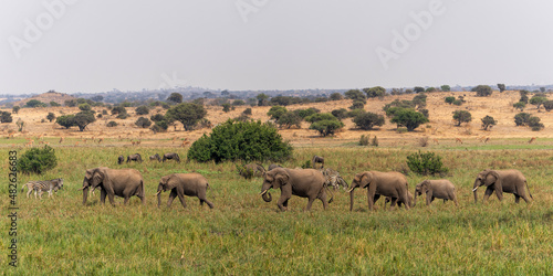 An elephant family marching to the marsh area in Mashatu Game Reserve in the Tuli Block in Botswana 