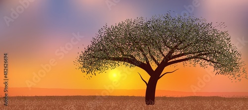 African acacia tree on the background of the golden sunset.