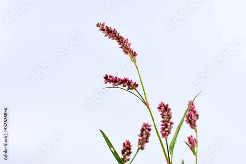 Long-bristled Smartweed (Oriental Lady's-thumb) Polygonum caespitosum wild flower isolated on white photo