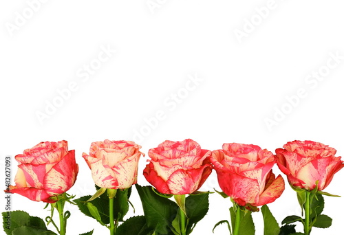 Isolated  rose blossoms in a row  panorama on white background. Pattern made of pink rose flowers. Flat lay  top view  copy space.