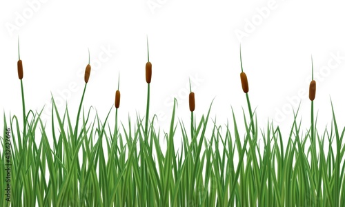 Realistic reeds and rushes isolated on white background. Marsh grass elements for your illustration. photo