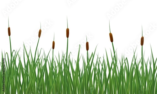 Realistic reeds and rushes isolated on white background. Marsh grass elements for your illustration.