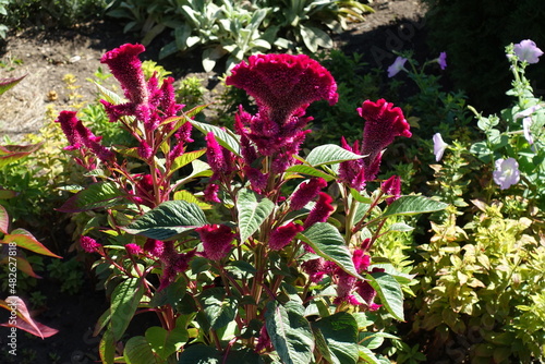 Bunch of magenta colored flowers of Celosia argentea var. cristata in August photo