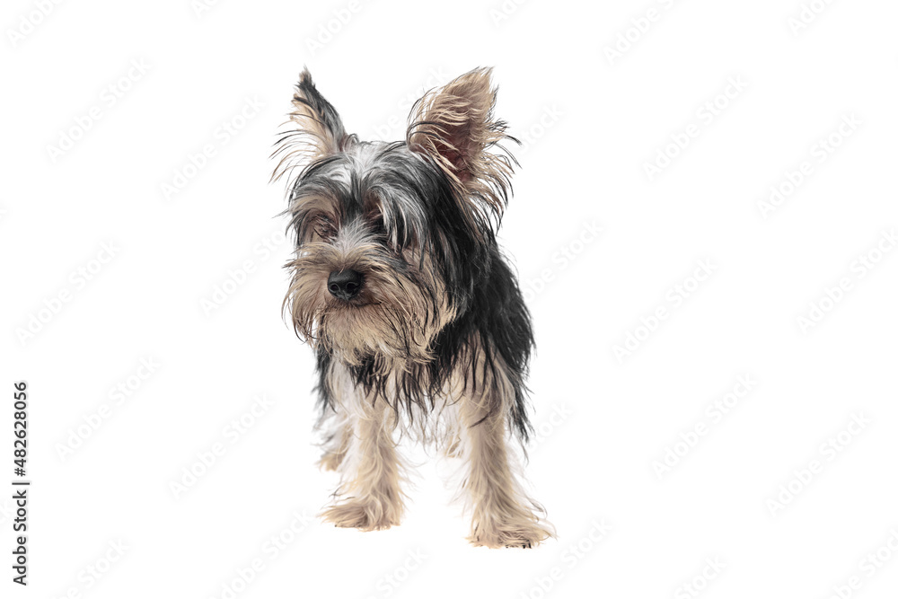 Beautiful and cute black and white yorkshire terrier dog over isolated background. Studio shoot of purebreed yorkie puppy.