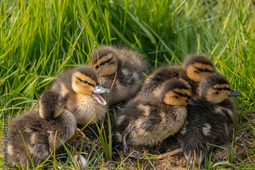 ducklings in the grass © jacek