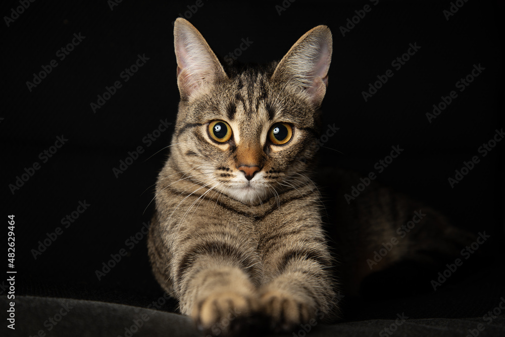 
cat portrait