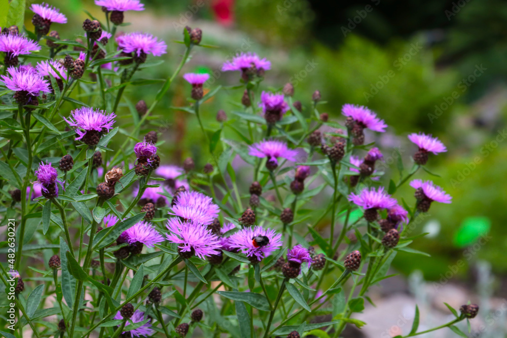 Beautiful purple perennial flowers bloom in the meadow in the summer. Beautiful purple perennial flowers bloom in the meadow in the summer.