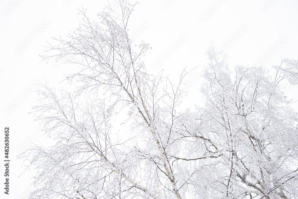 Birch branches against a cloudy cloudy sky. Winter monochrome landscape. Birch branches against a cloudy cloudy sky. Winter monochrome landscape.