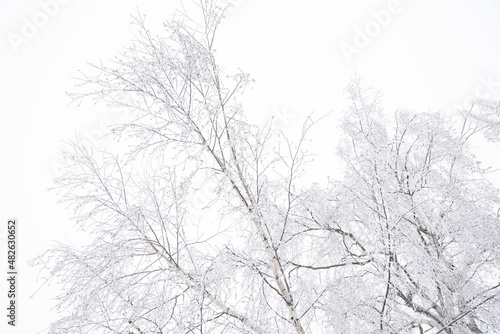 Birch branches against a cloudy cloudy sky. Winter monochrome landscape.