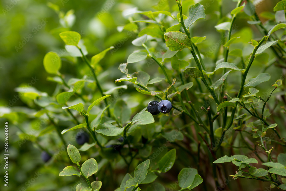 Blueberry plant with blueberry fruit in nature in european wild forest. Summer uncultivated forest fruit - vaccinium myrtillus. Blueberry plant with blueberry fruit in nature in european wild forest. Summer uncultivated forest fruit - vaccinium myrtillus.