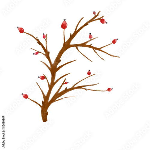 winter branch with red berries watercolor hands