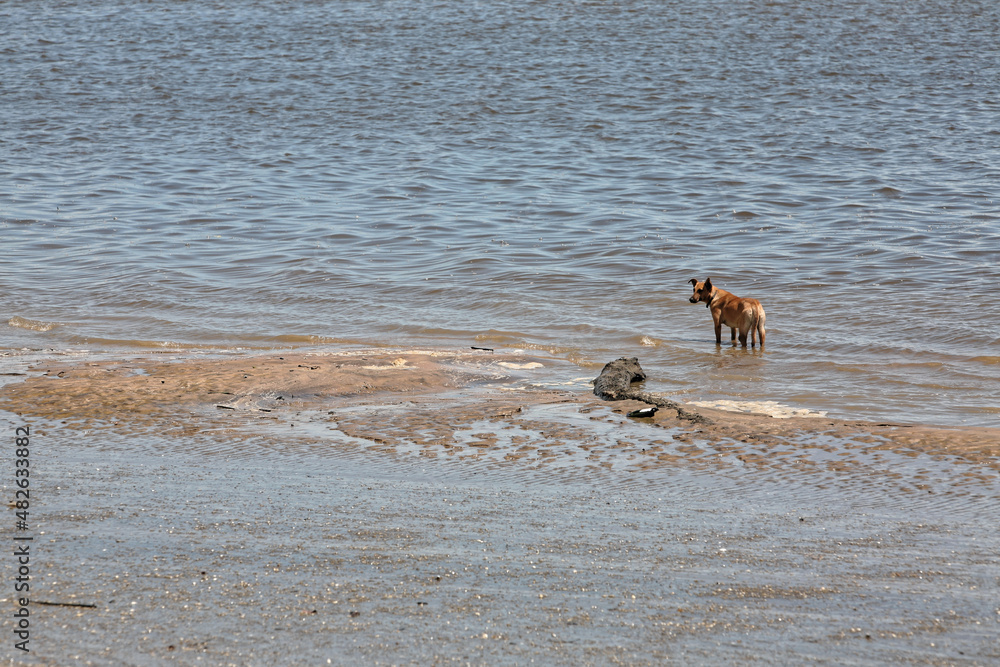 Le chien se baigne sur la plage des Hattes à Awala-Yalimapo en Guyane française