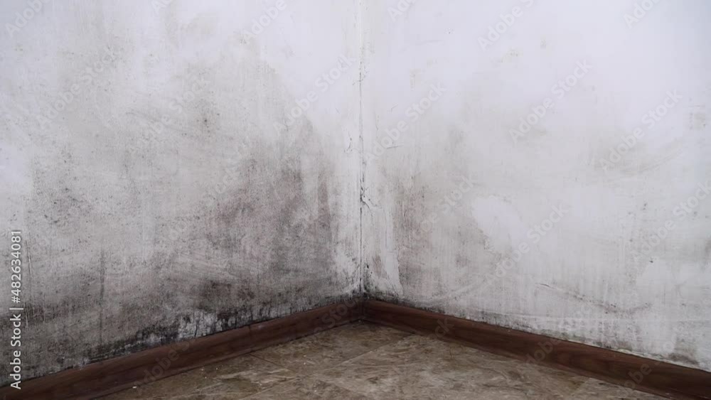 Video Stock Mold in the house. Black mold on the walls. The apartment