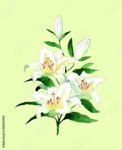 White vintage hand drawn watercolor lily on green background Christian symbol of purity 