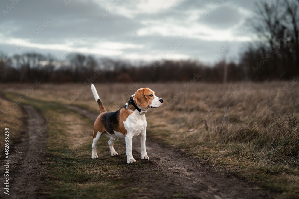 Cute beagle dog standing outdoor against overcast autumn nature background. Hunting dog with collar GPS tracker for activity and location monitoring Cute beagle dog standing outdoor against overcast autumn nature background. Hunting dog with collar GPS tracker for activity and location monitoring