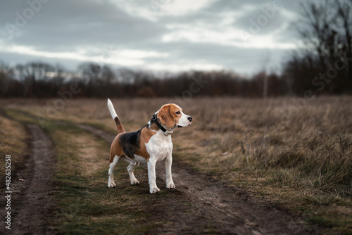 Cute beagle dog standing outdoor against overcast autumn nature background. Hunting dog with collar GPS tracker for activity and location monitoring