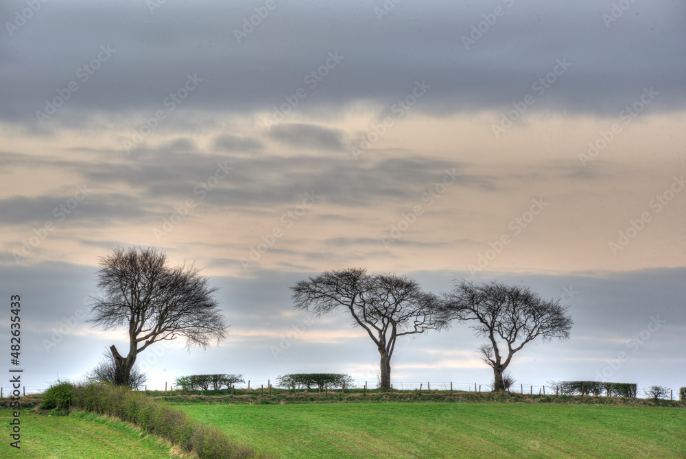 Morning countryside landscape with group of trees. Morning countryside landscape with group of trees.