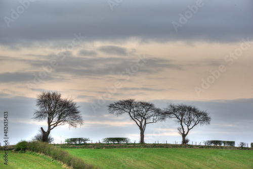 Morning countryside landscape with group of trees. © Gordon