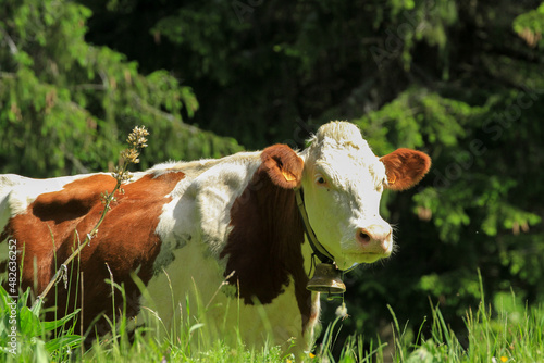 Vache Montbéliarde en estive