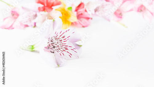 Floral arrangement of multicolored alstroemeria flowers on a white background. High quality photo