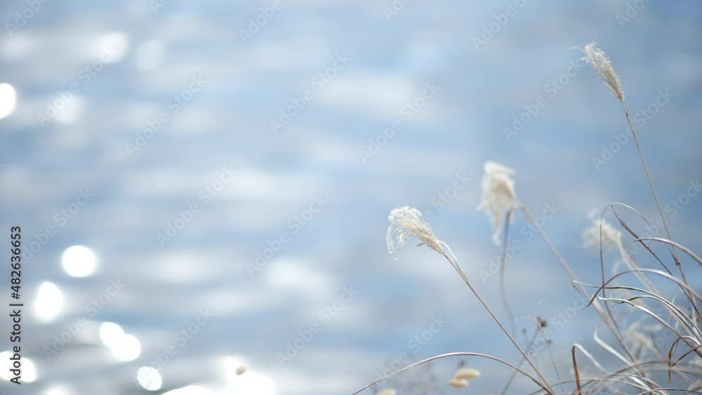 冬の草木と光り輝く朝の水面 冬の草木と光り輝く朝の水面