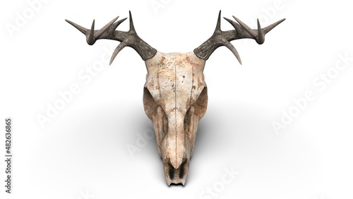 Deer skull - top down view
