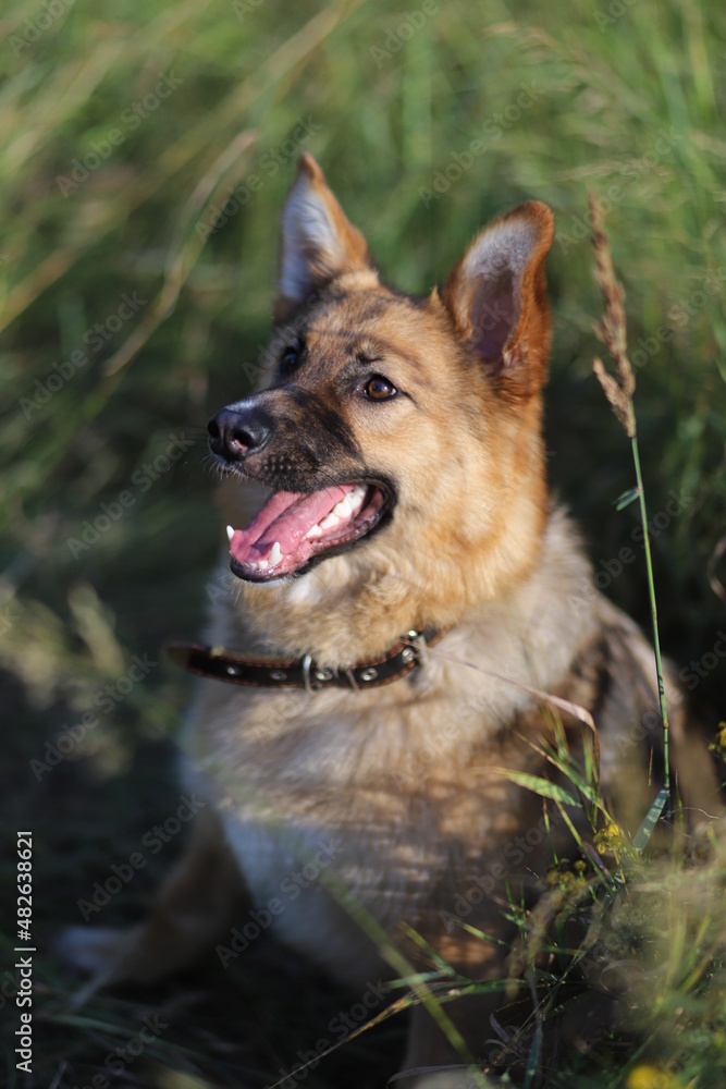 Fototapeta premium german shepherd dog in the grass