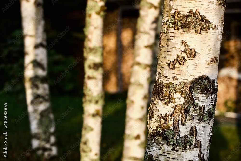 White birch tree trunks in focus on a blurry dark background. White Birch tree trunks on a sunny summer day. Birch trees in the bright light of sunset close-up. Birch tree trunk texture close-up. White birch tree trunks in focus on a blurry dark background. White Birch tree trunks on a sunny summer day. Birch trees in the bright light of sunset close-up. Birch tree trunk texture close-up.