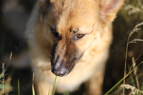 german shepherd dog in the grass