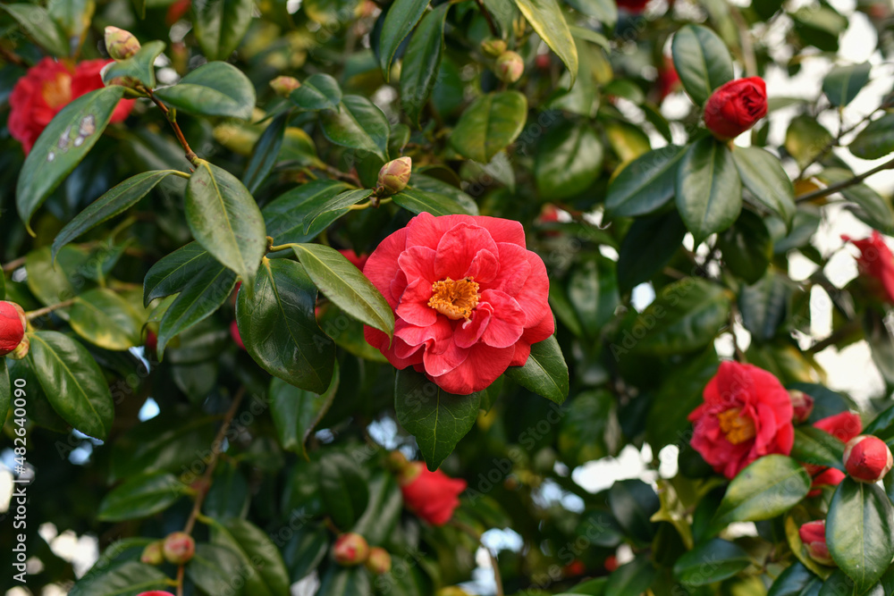 Pink blooming camellia flowers and buds in France Pink blooming camellia flowers and buds in France