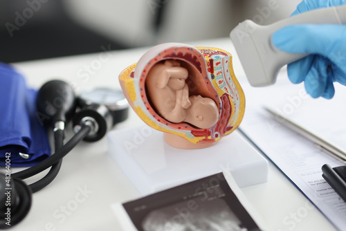 Doctor holding transducer for ultrasound examination in front of artificial model of human fetus in uterus closeup