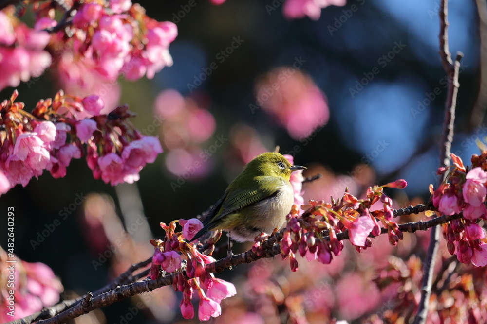 メジロと琉球寒緋桜 冬の陽射し (高知県 高知市) メジロと琉球寒緋桜 冬の陽射し (高知県 高知市)
