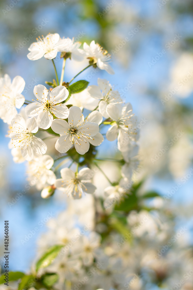 White tree flowers in spring White tree flowers in spring