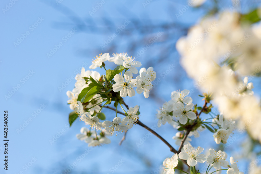 White tree flowers in spring White tree flowers in spring