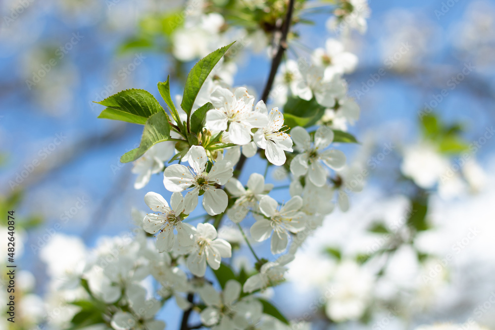 White tree flowers in spring