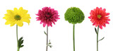 Set with different beautiful chrysanthemum flowers on white background. Banner design