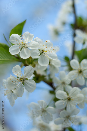 White tree flowers in spring © Alena Zolot