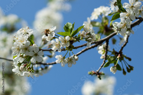 White tree flowers in spring © Alena Zolot