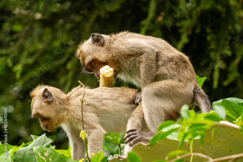 Two wild monkeys that came out of their habitat from the mountainside due to the eruption  are looking for food while having sexual activity in the park area used by humans