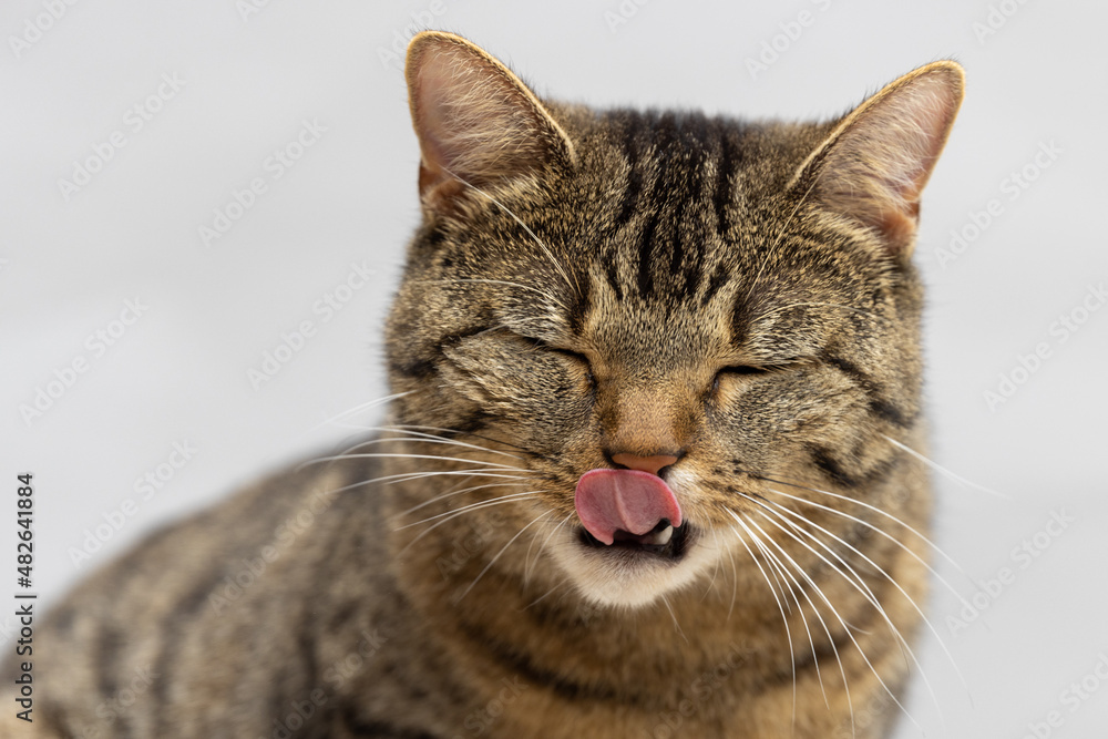 Fototapeta premium Portrait einer sitzenden Hauskatze dich sich mit geschlossenen Augen den Mund abschleckt vor neutral grauem Hintergrund