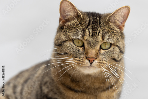 Fototapeta Naklejka Na Ścianę i Meble -  Portrait einer sitzenden Hauskatze mit weit geöffneten Augen vor neutral grauem Hintergrund