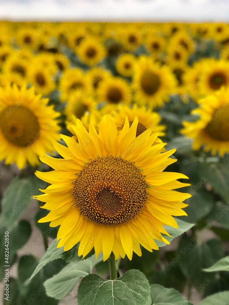 Obraz premium Close up of sunflower flower on field background. Oil production