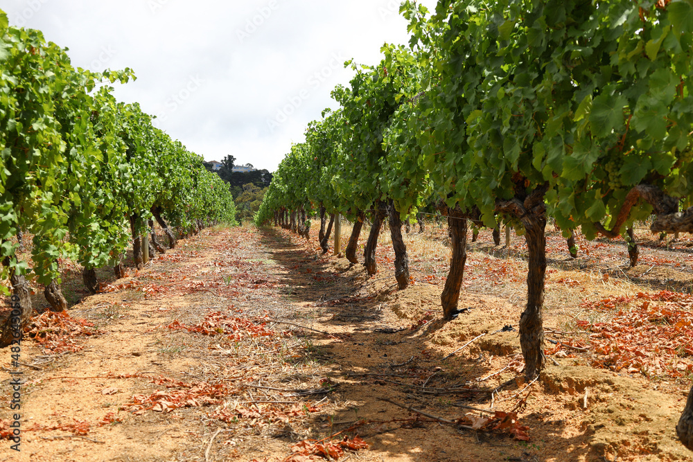 Naklejka premium Rows of trained vineyards with bright green leaves in full sunlight.