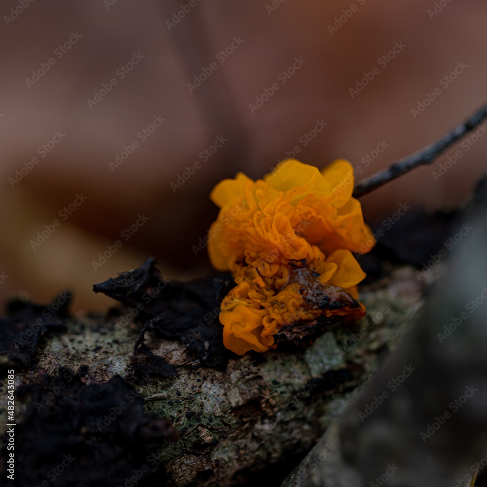 Mushroom Tremella mesenterica or yellow brain, golden jelly fungus